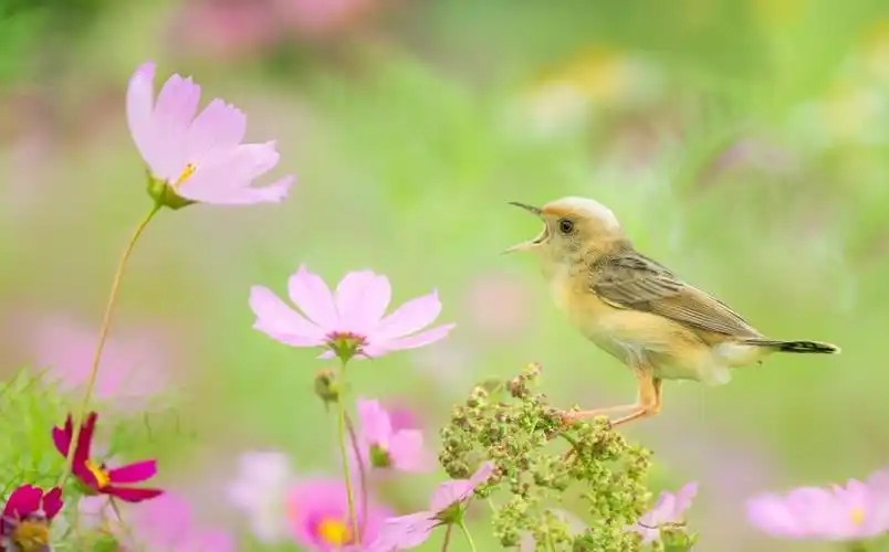 唱歌鸟科斯美亚黄w鲜花