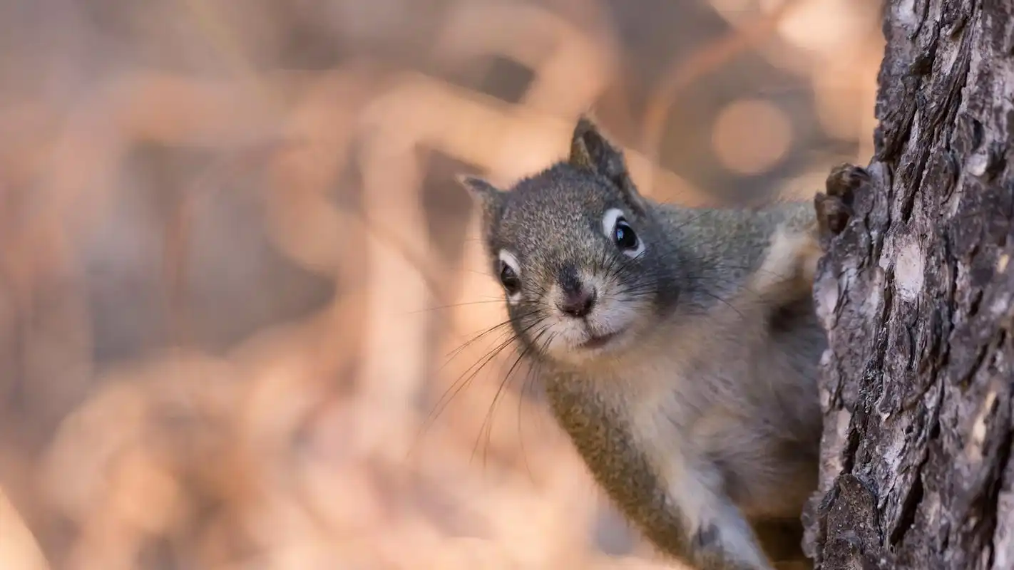 可爱小动物松鼠图片合集电脑壁纸