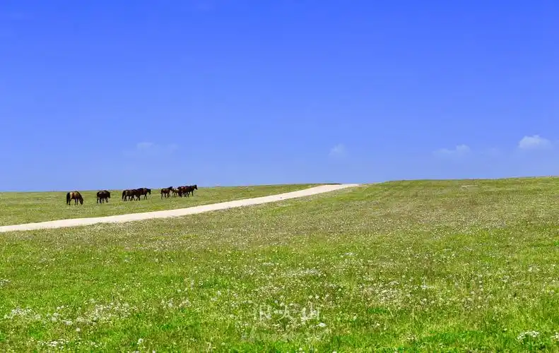 毡房,羊群,马群,牛群,还有骑马的牧羊人,为草原带来不一样的风景,而且