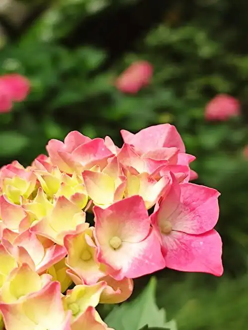【原创首发】彩色绣球花