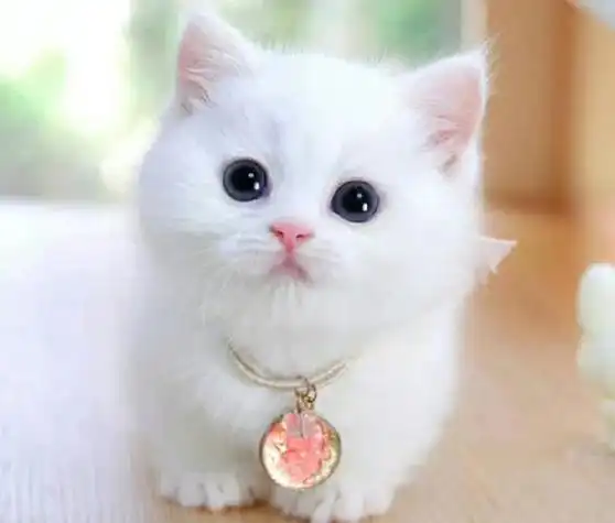 猫咪是许多人喜欢的宠物之一,它们温顺可爱,常常会让人产生亲近感.