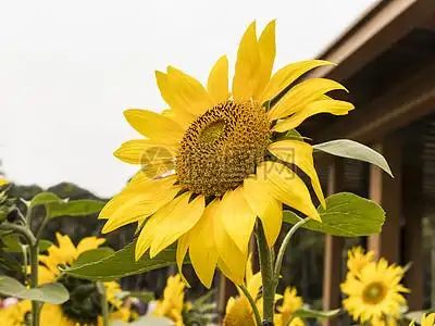 阳光唯美素材图片