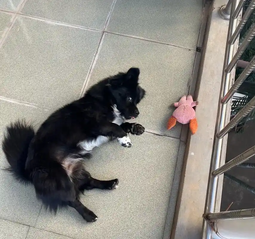 元谋有偿寻狗启示:狗狗还未回家,名叫小黑(叫它 - 抖音