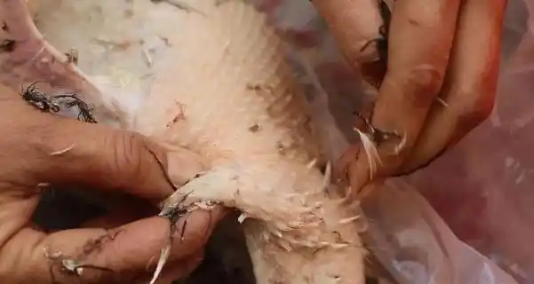 鸭毛怎么才能拔干净?学学老妈的3技巧,每次鸭毛拔得超干净