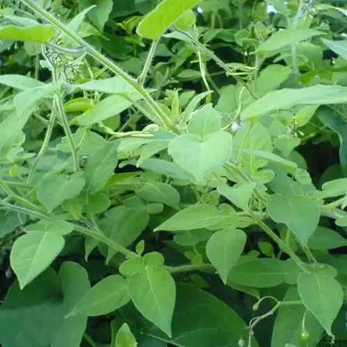 白英毛风藤排风藤煲汤泡茶养生妇女白带庭院楼顶阳台