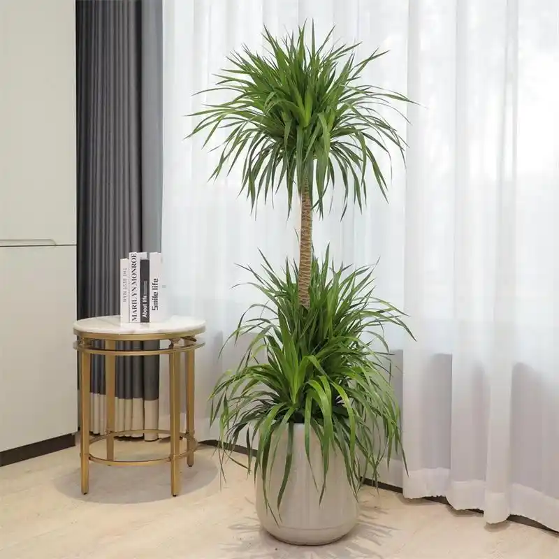 盆栽龙血树养殖方法和注意事项?