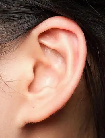 耳穴详解真人耳穴图片