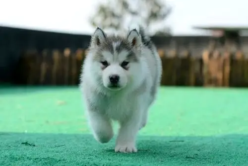 出售纯种健康四蹄踏雪白尾巴尖三火蓝眼哈士奇幼犬