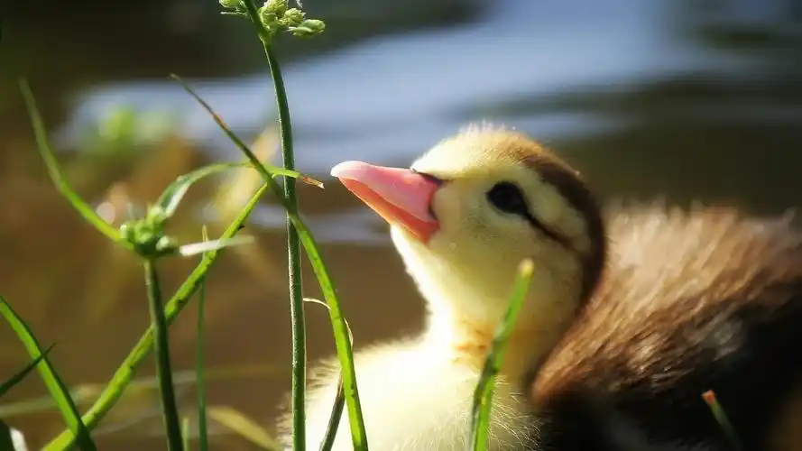 描述: 小鸭树枝草婴儿-动物摄影高清壁纸 当前壁纸尺寸: 1920 x 1080