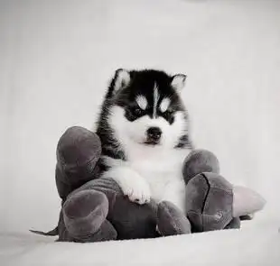 金牌犬舍 cku犬舍 哈士奇 带血统证 芯片01