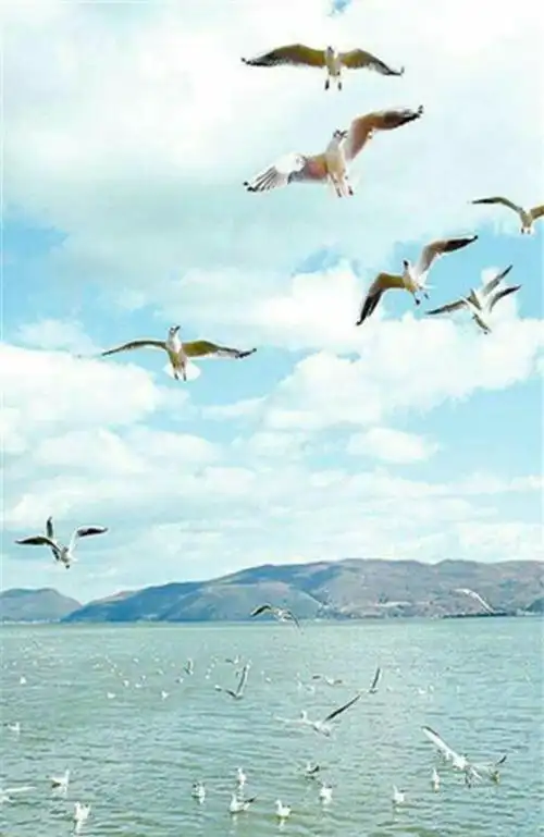 人间"候鸟"一一海鸥