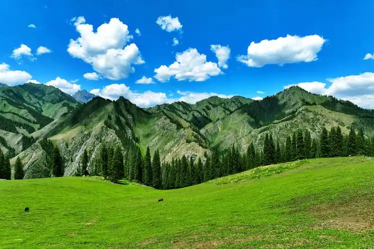 天山高山草原初夏风景