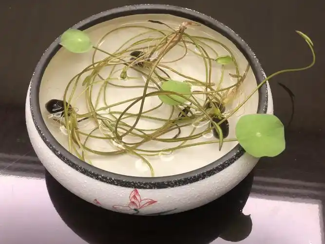水培植物的"大奥秘", ——碗莲观察日记