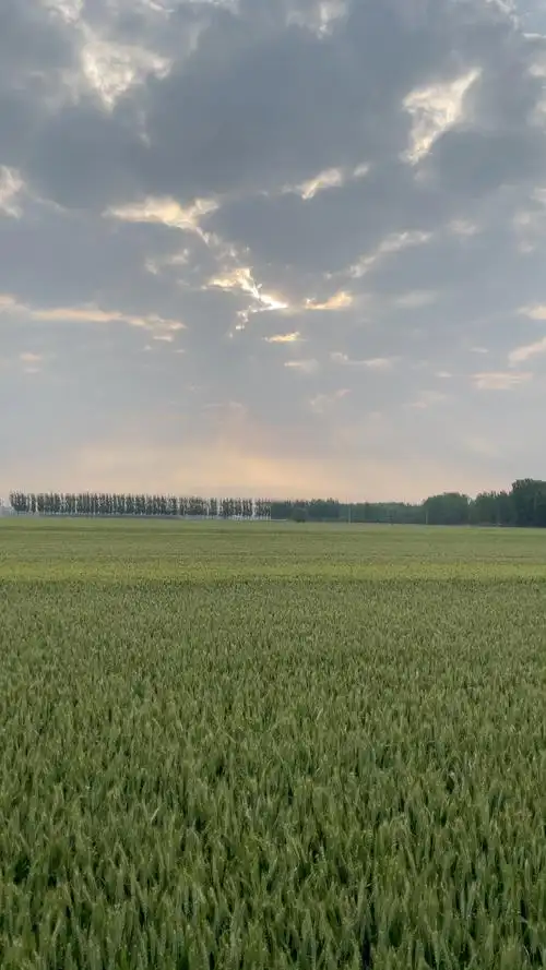 早上5点起床,在麦田等了2个小时,才拍出这样的美景.