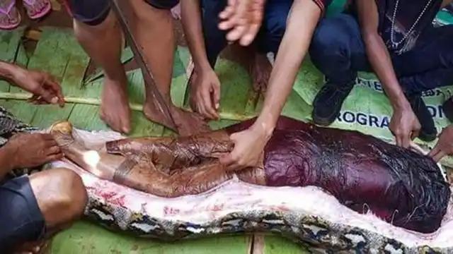 印尼捕获9米巨蟒活人被蟒蛇吞下还能活命吗动物学家亲自实验