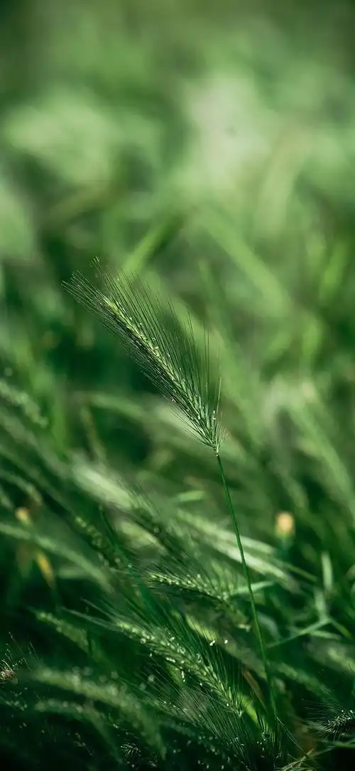 护眼壁纸|放慢脚步,感受生活的慢节奏