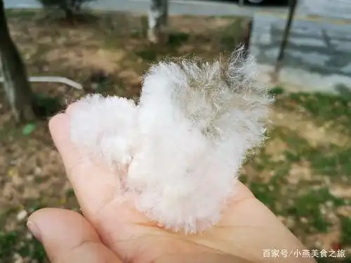 路上飘满了白的的木棉絮