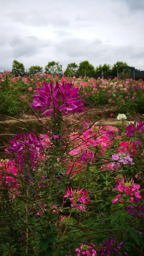 风景花草随手拍
