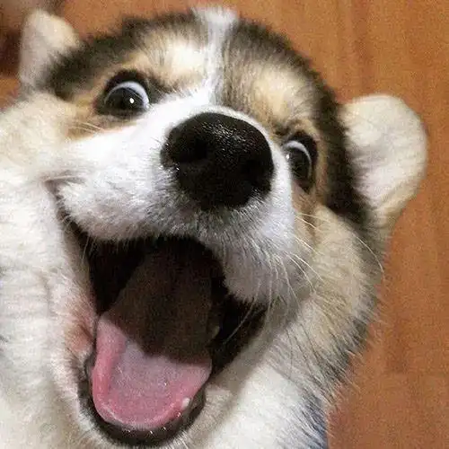 头像可爱搞怪沙雕头像