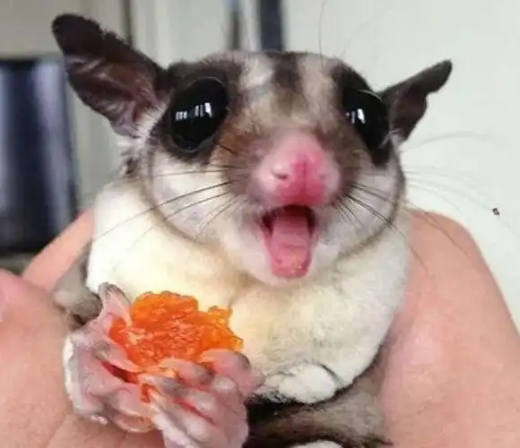 蜜袋鼯价格多少钱一只(蜜袋鼯有哪些颜色)-秒懂啦