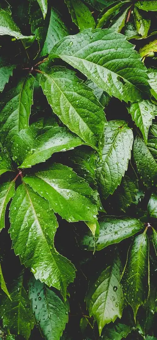 最新超清护眼手机壁纸(100张绿色护眼手机壁纸)(42)