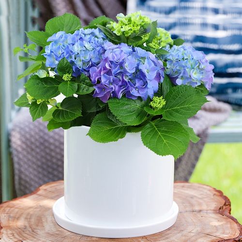 only you【两小时达】蓝雪花绣球花盆栽花苞开花阳台庭院母亲节礼物