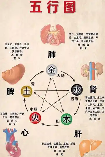 五行图# 金木水火土,心肝脾肺肾.