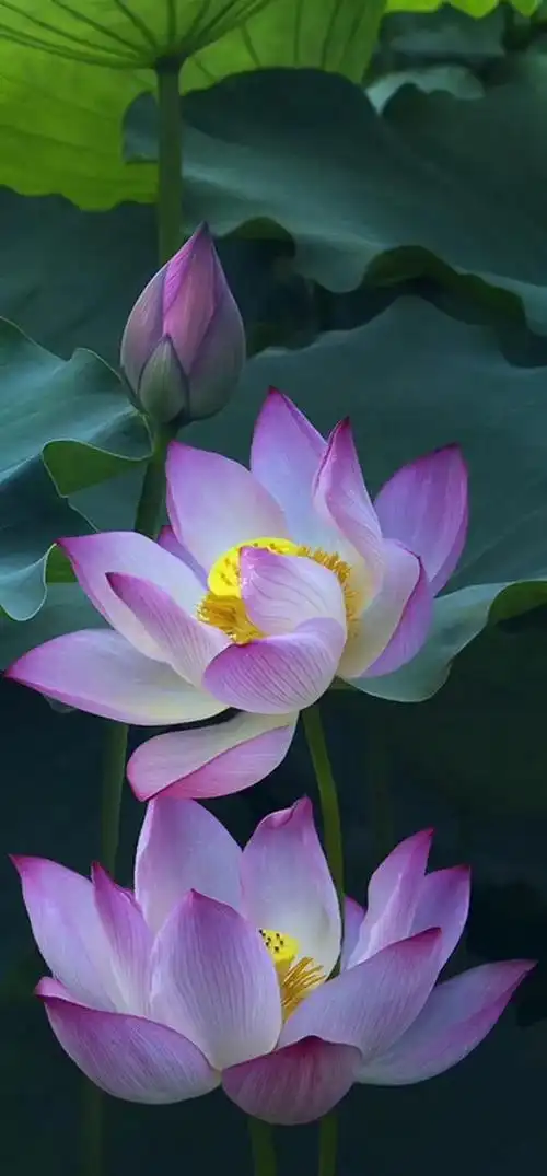 640_1376竖版 竖屏