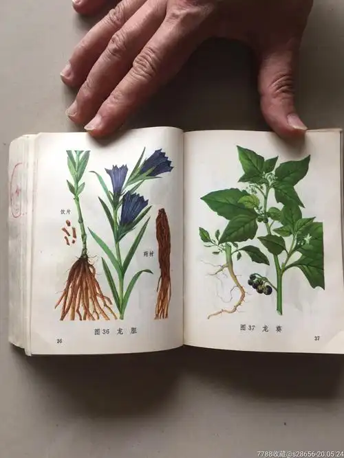 常用中草药图谱