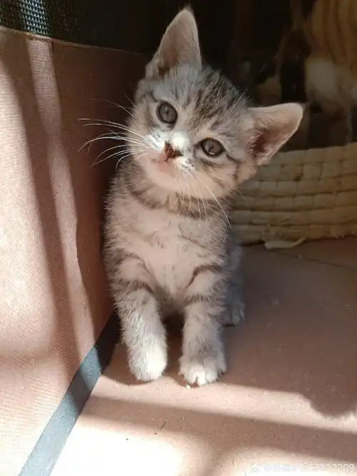 泉州超话狸花猫和英短生的串  有没有人能给它一个家  它有出轨的妈