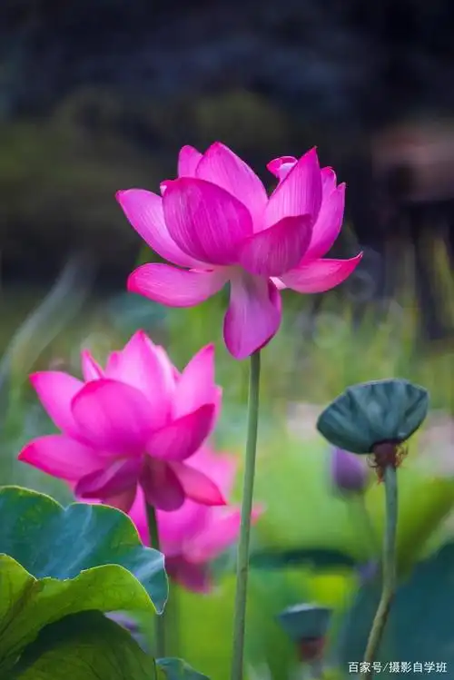 荷花摄影6个不要,你的荷花照片不好看,全毁在这些小细节