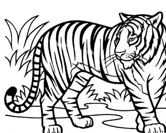 站立的老虎简笔画图片老虎儿童绘画图集