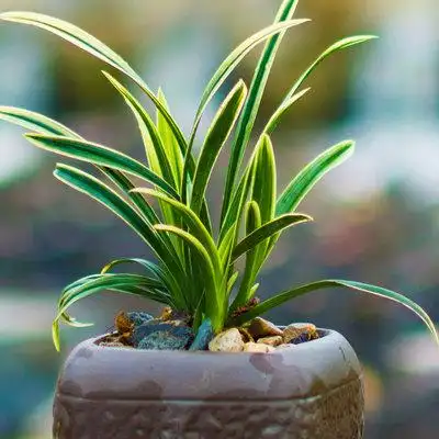 金边矮种兰花花苗神童冠名贵四季建兰草浓香不带花苞迷你盆栽植物