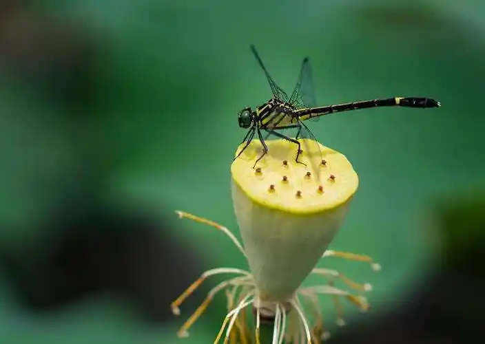 蜻蜓家乡的蜻蜓有四种.