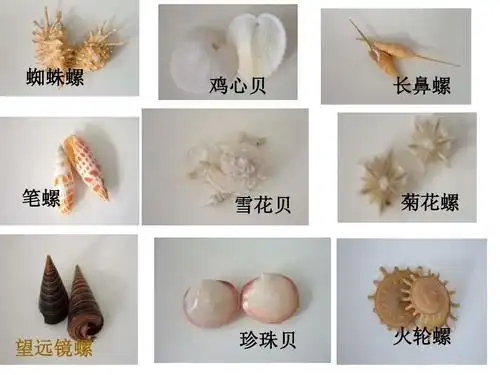 二年级语文上册《》拾贝壳 课件ppt