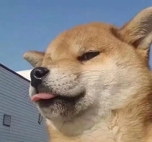 有没有中性一点的头像男女用都不会觉得很别扭那种