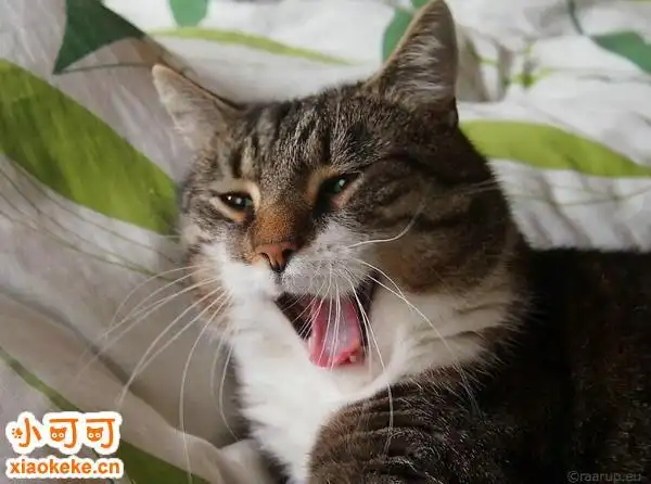 公猫叫的声音