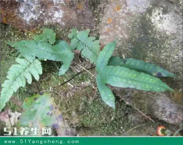 在农村的大山里,有这么一种野草,外形形似鸡爪,这种也叫就叫做金鸡脚