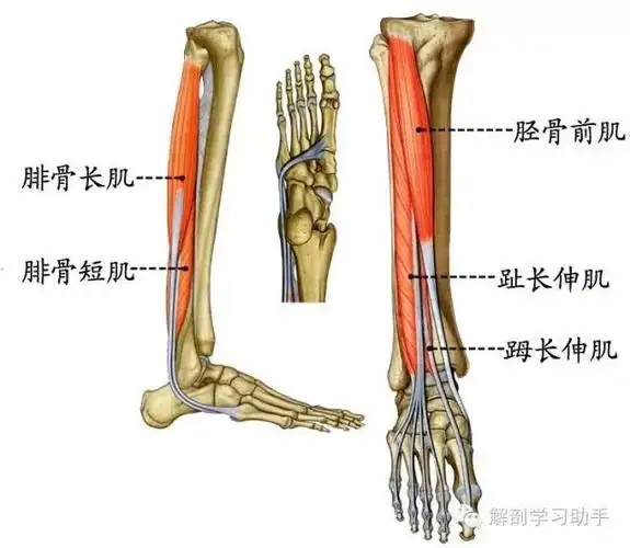 胫前踇趾长伸肌,腓骨长短外侧群;小腿肌 1屈髋向前屈膝后,大腿作用永