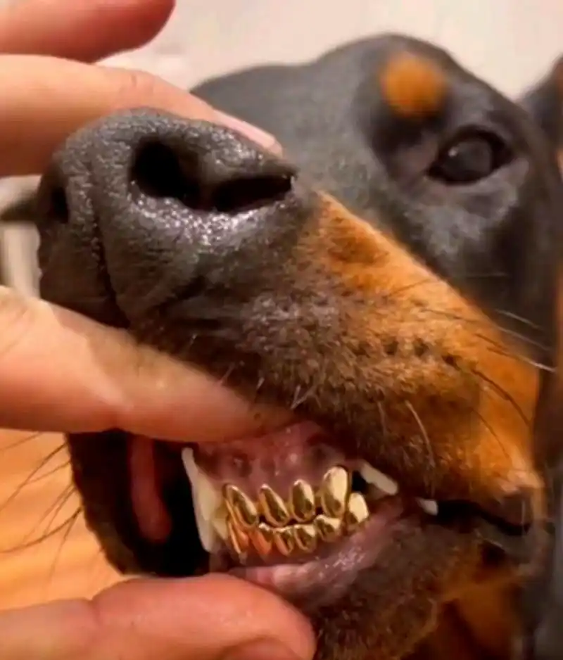 老板真有钱,连狗都镶金牙