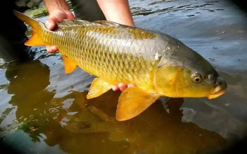 新疆黄河大鲤鱼批发商源头厂家