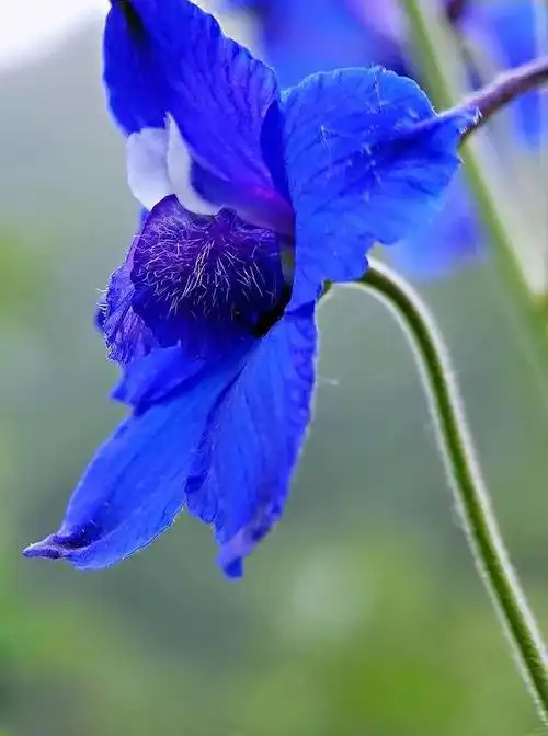 翠雀～花形如飞燕,花色多为蓝紫或淡紫,是珍贵的蓝色花卉资源