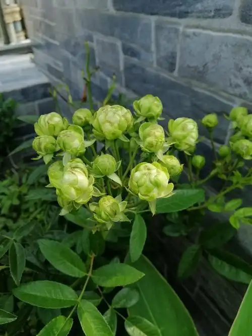 绿闪电月季绿闪电月季养殖方法