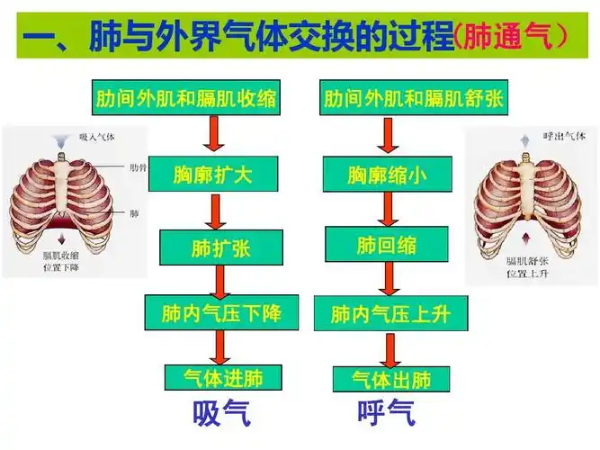无忧文档 所有分类 自然科学 生物学 呼吸的过程——县讲课赛获奖课件