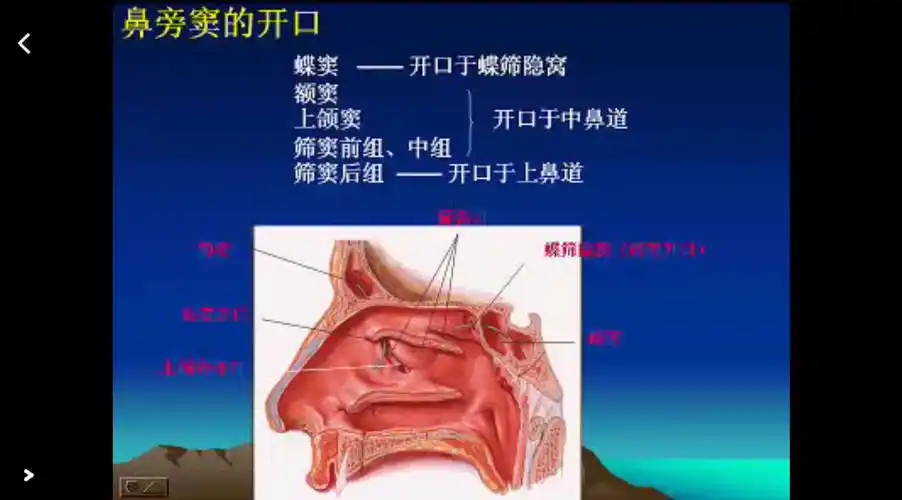声乐笔记一(共鸣腔的认识)