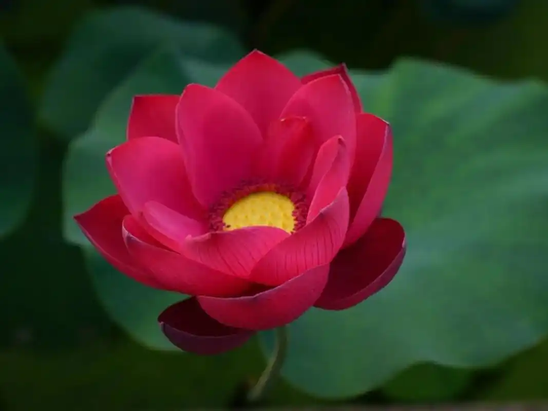 上海荷花睡莲展红色荷花品种预计下周进入最佳观赏期