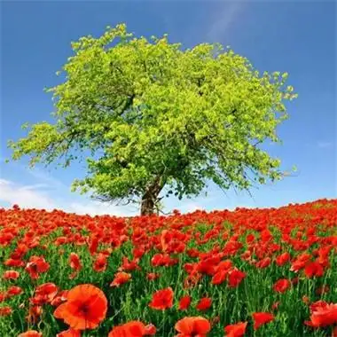 适合做头像的风景图片优美超唯美治愈的最新风景高清头像大全