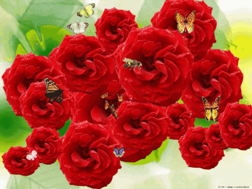 最美的祝福送给群里的每位朋友,一定打开,越快越好_玫瑰花