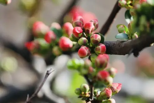泉城济南含苞待放的海棠花美丽迷人