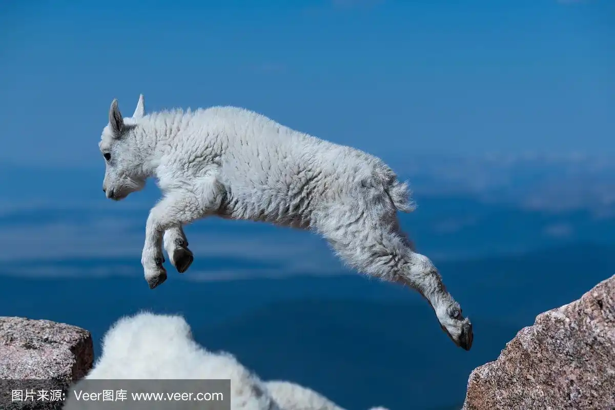 在落基山脉的山顶上,一只小山羊在岩石上跳跃
